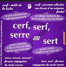 cerf serf serre sert homophones orthographe Megadico