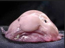 cheum moche poisson blobfish mot du jour Megadico