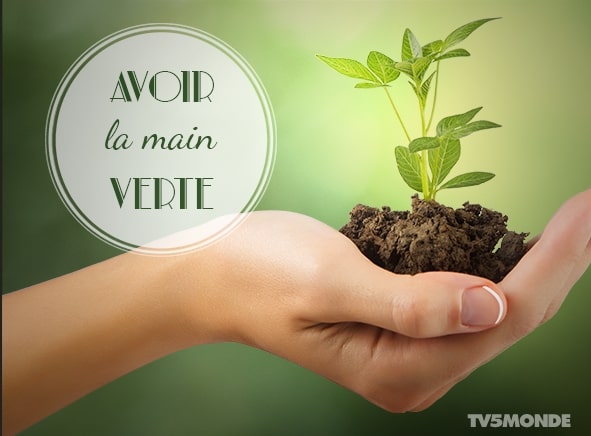 expression avoir la main verte plante nature